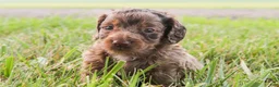 Mini Goldendoodle dogs for sale: Hershey - Ad 3