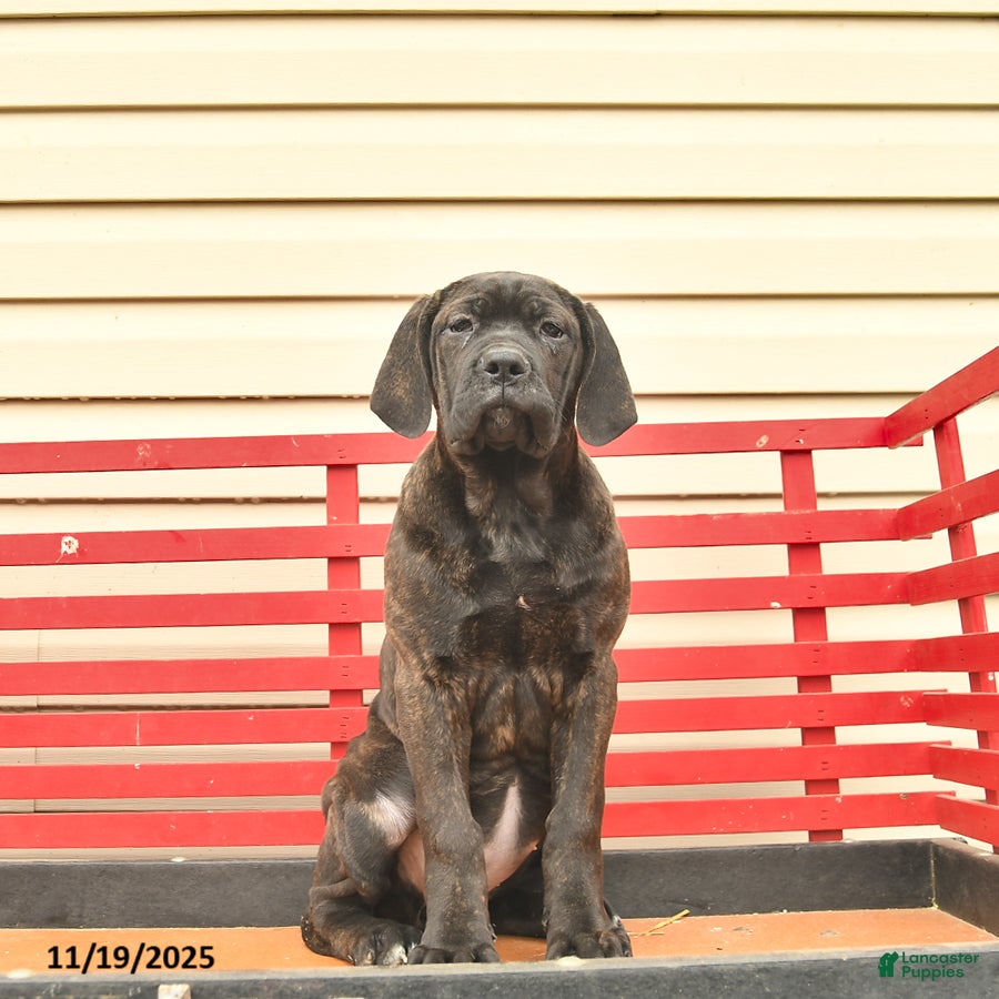 Cane Corso dogs Heather  - Ad 28