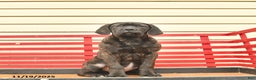 Cane Corso dogs for sale: Heather  - Ad 1