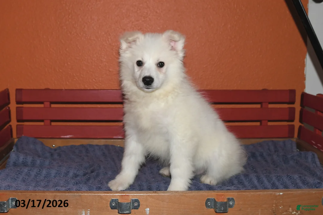 American Eskimo dogs for sale: Freddie - Ad 2