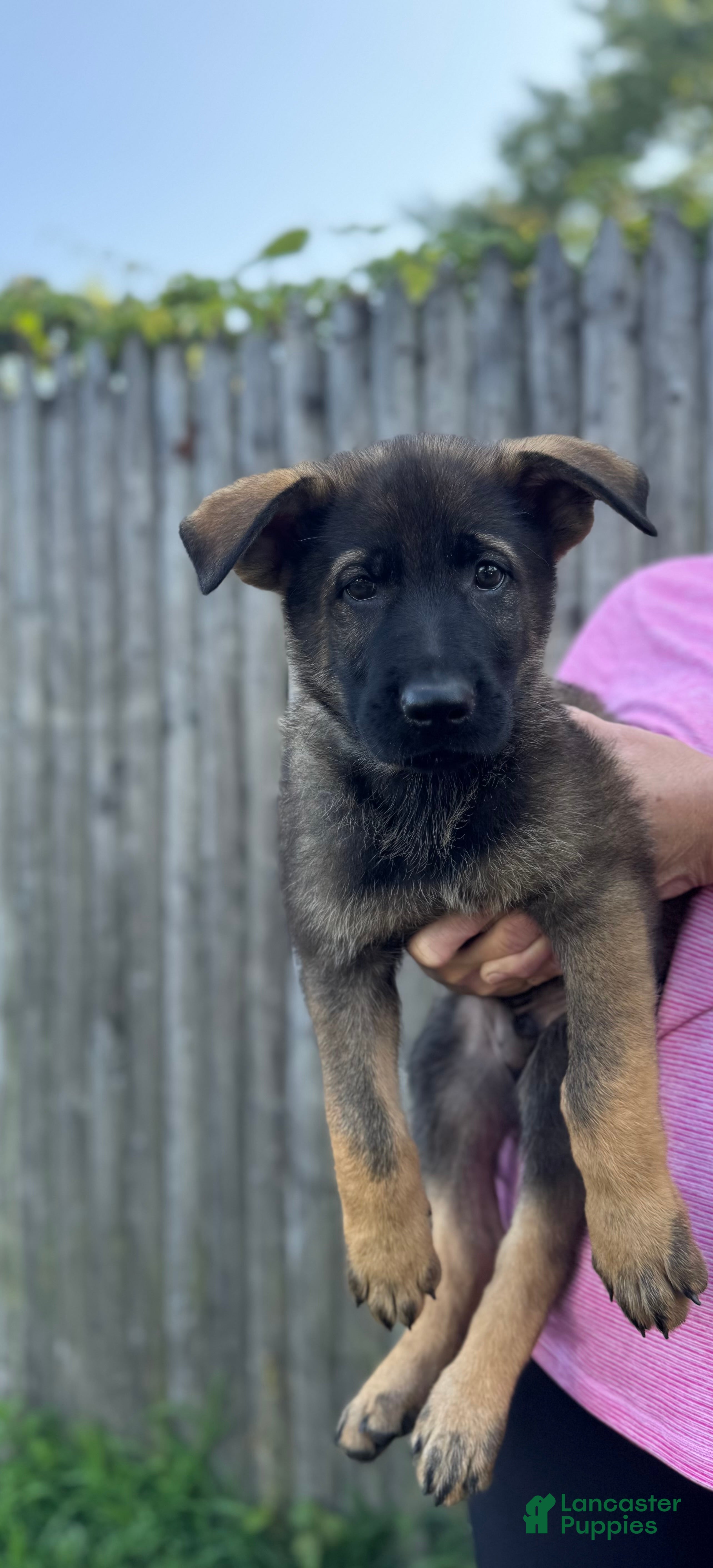 German Shepherd dogs Hunter - Ad 1