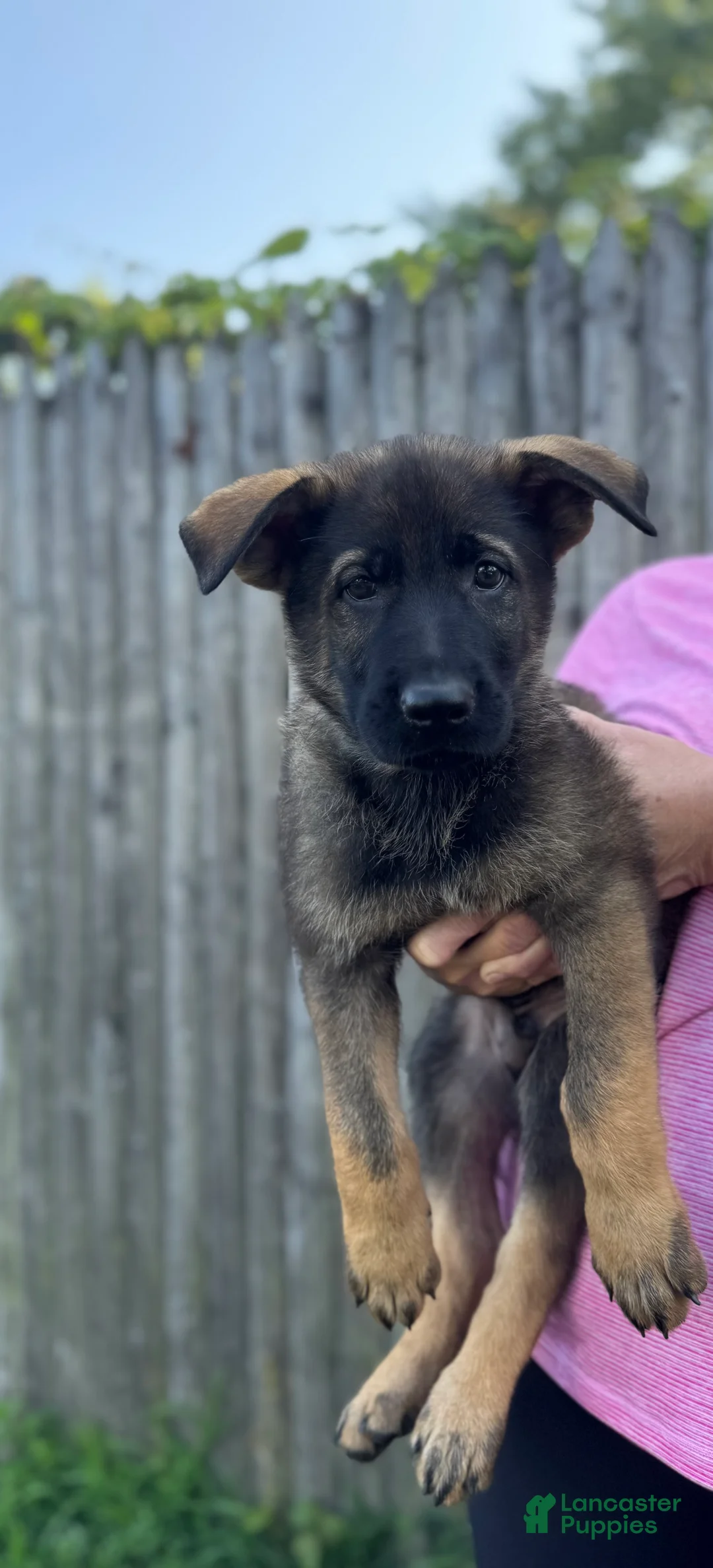 German Shepherd dogs for sale: Hunter - Ad 1
