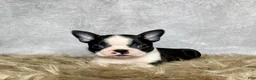 Boston Terrier dogs for sale: Leo - Ad 6