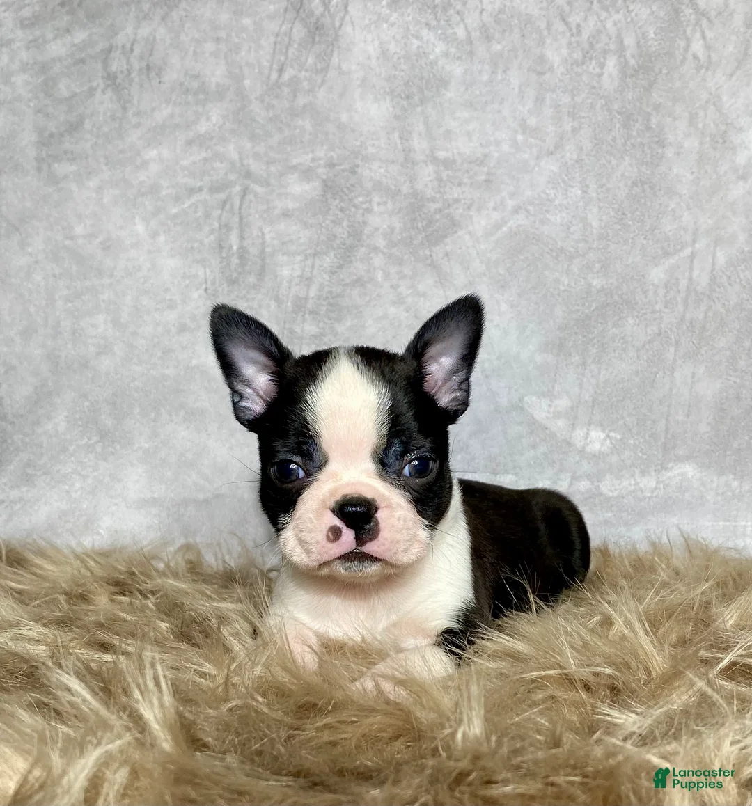 Boston Terrier dogs for sale: Leo - Ad 6