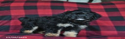 Mini Bernedoodle dogs for sale: Holly  - Ad 3