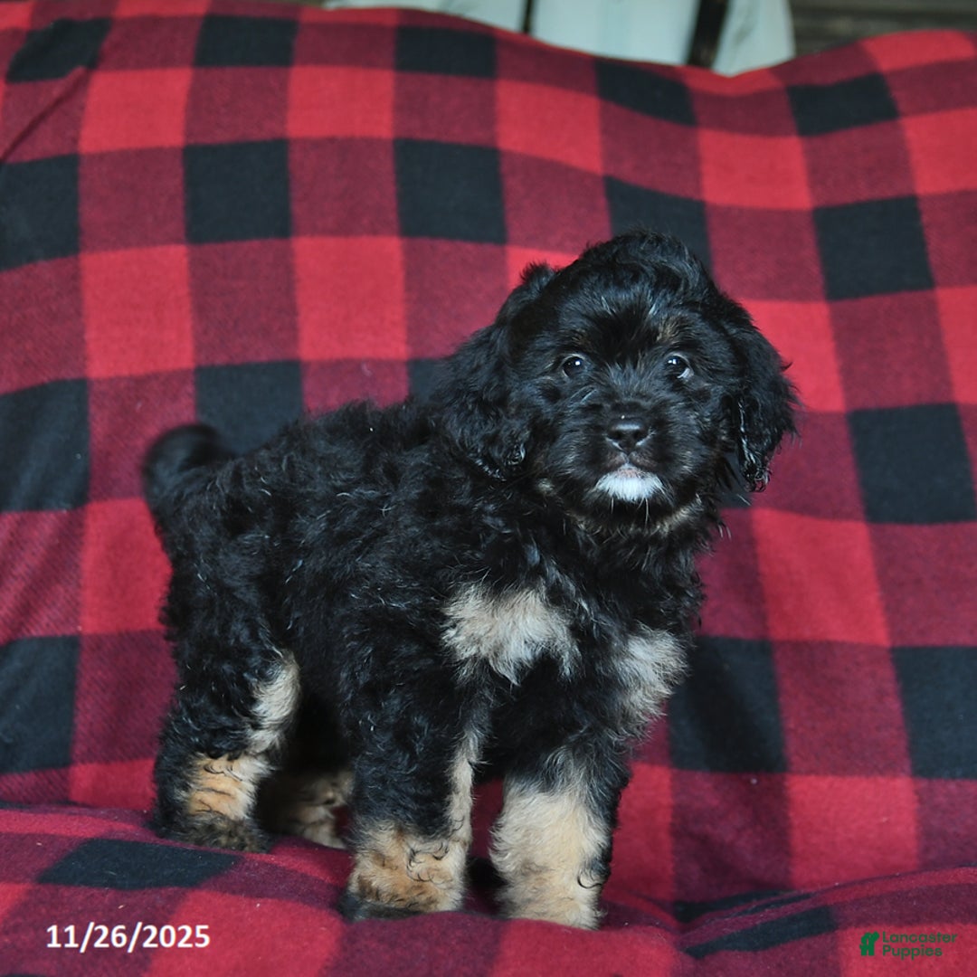 Mini Bernedoodle dogs for sale: Holly  - Ad 3