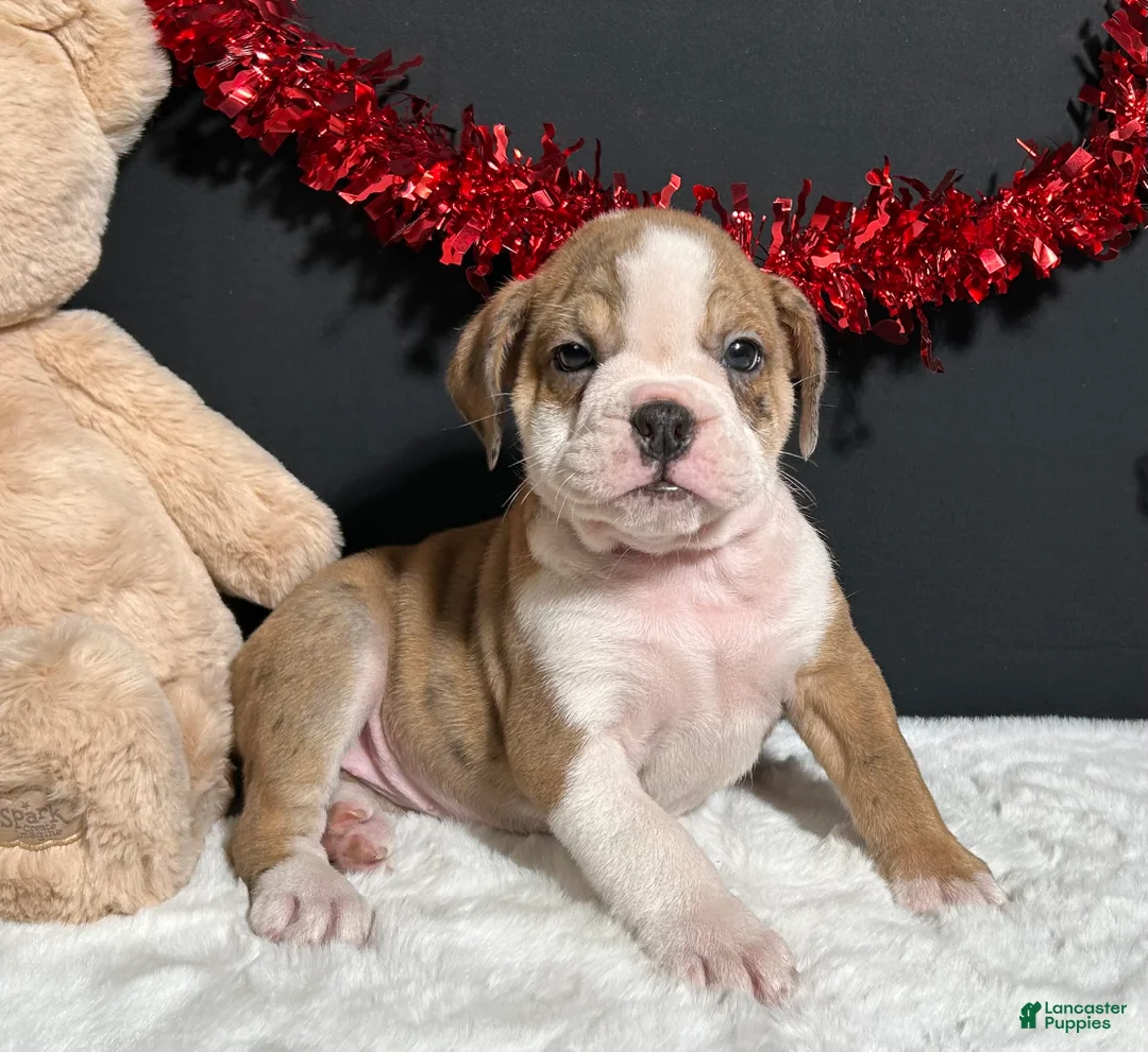 Beabull dogs for sale: Tammy - Ad 2