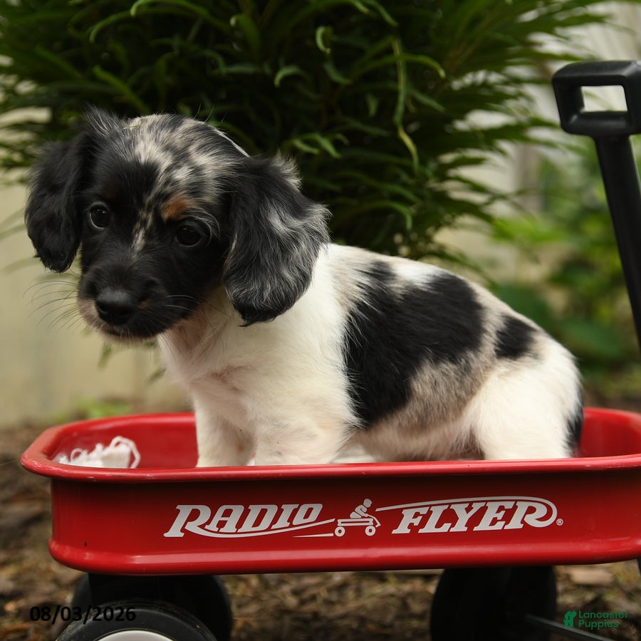 Mixed Breed dogs Azul - Ad 2