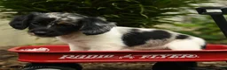 Mixed Breed dogs for sale: Azul - Ad 2