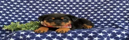 Rottweiler dogs for sale: Bryson - Ad 8