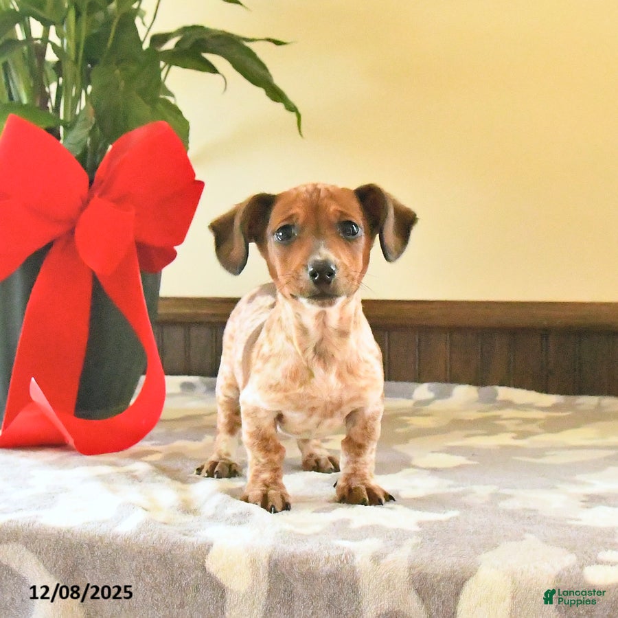 Miniature Dachshund dogs Xara - Ad 1