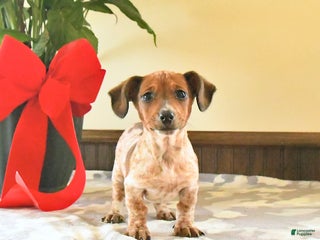 Miniature Dachshund dogs Xara - Ad 29