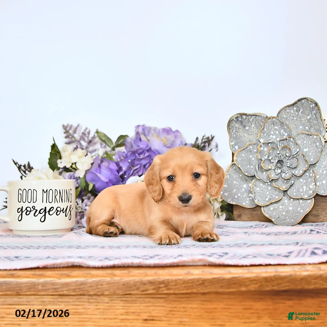 Miniature Dachshund dogs for sale: Candy - Ad 3