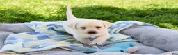 Labrador Retriever dogs for sale: Phineas  - Ad 4