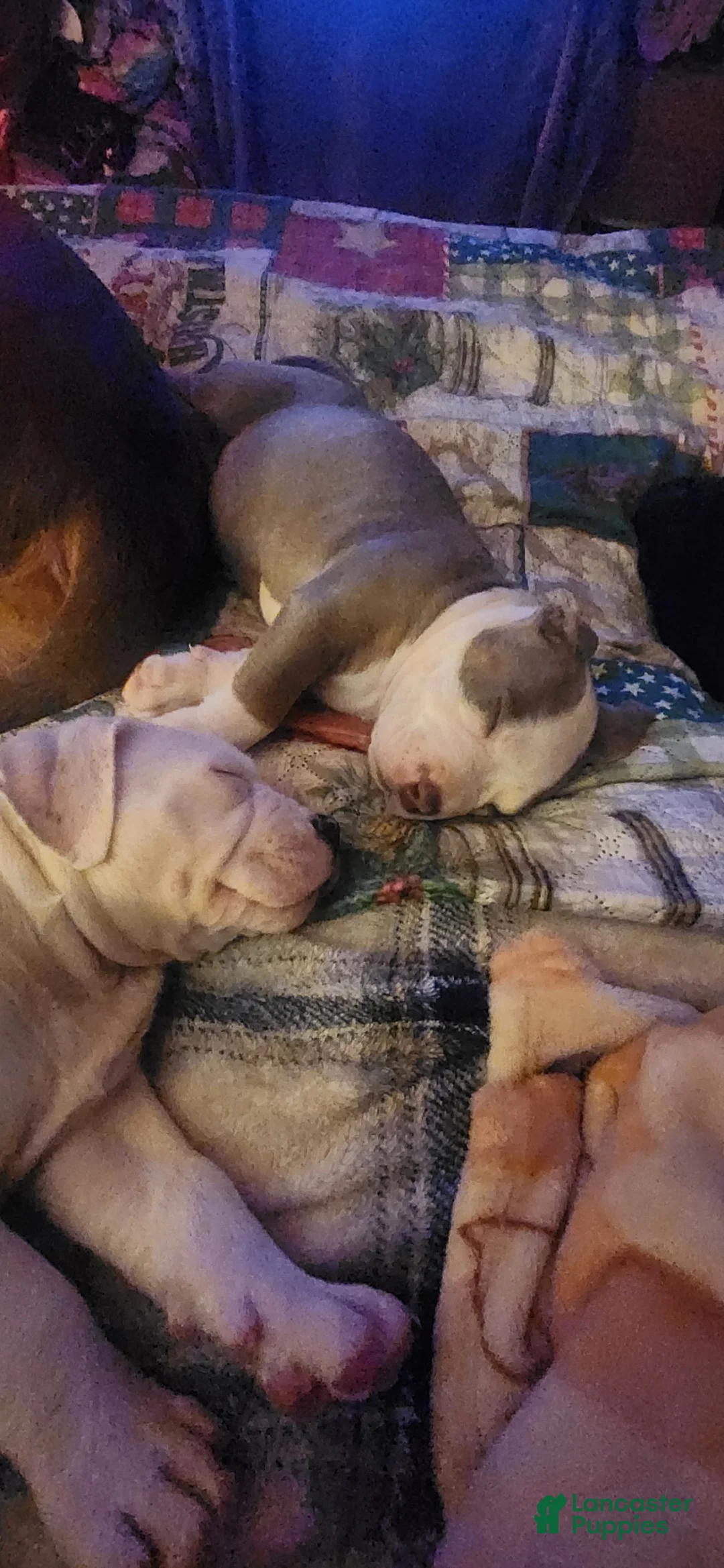 American Bully dogs for sale: American Bully Puppy 2 - Ad 2
