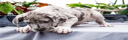 Great Dane dogs for sale: Mozark - Ad 8
