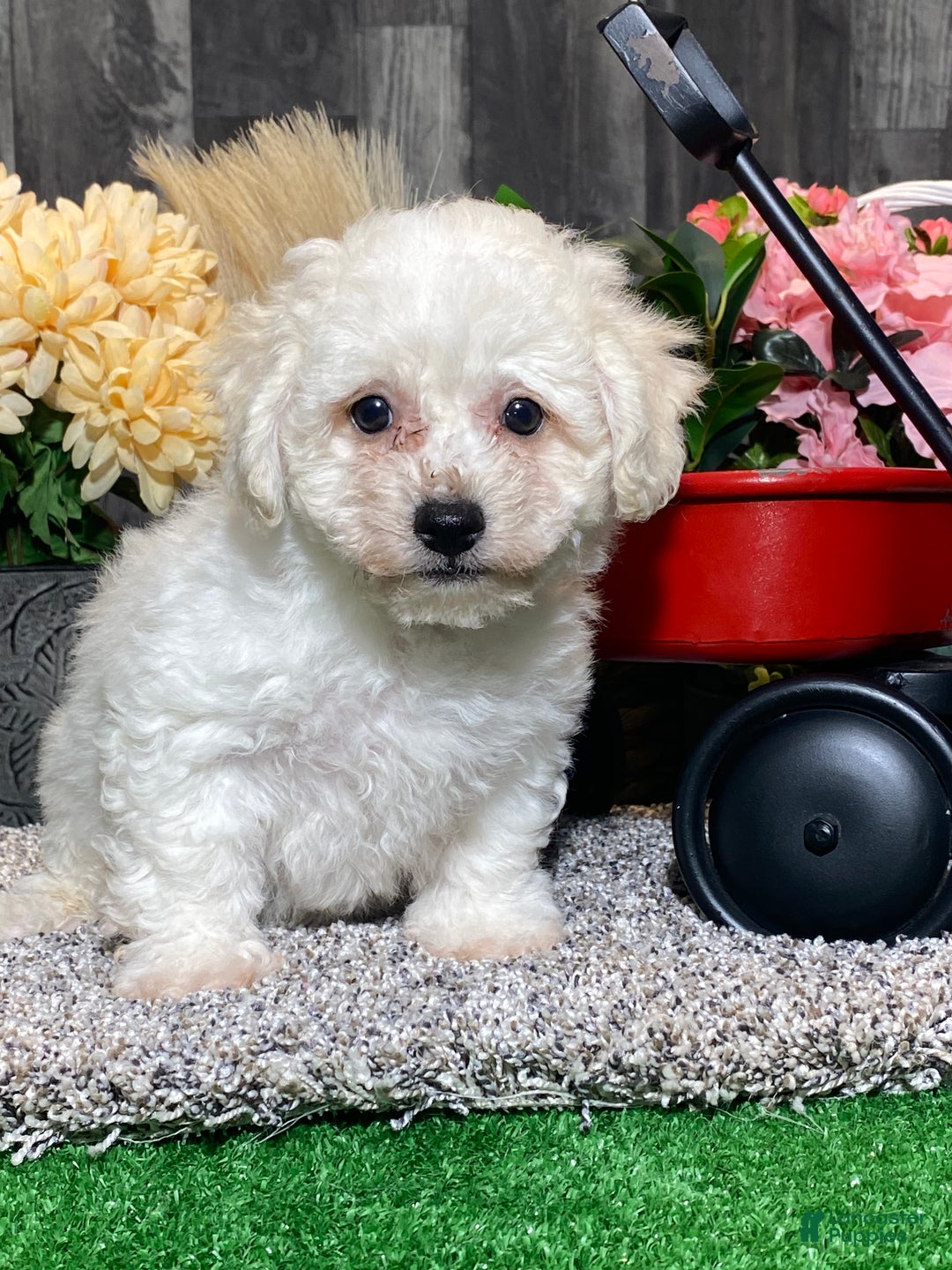 Bichon Frise dogs for sale: Blaine  - Ad 1