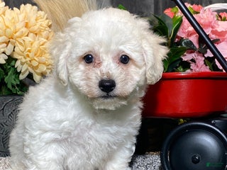 Bichon Frise dogs Blaine - Ad 34