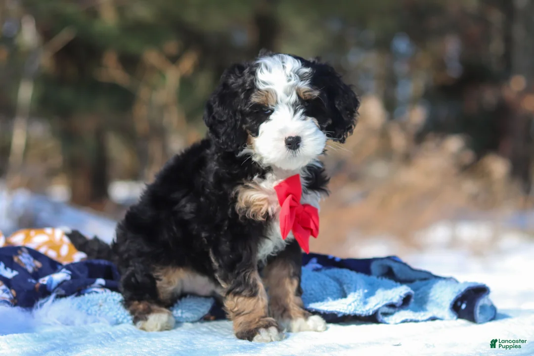 Mini Bernedoodle dogs for sale: Liam - Ad 4