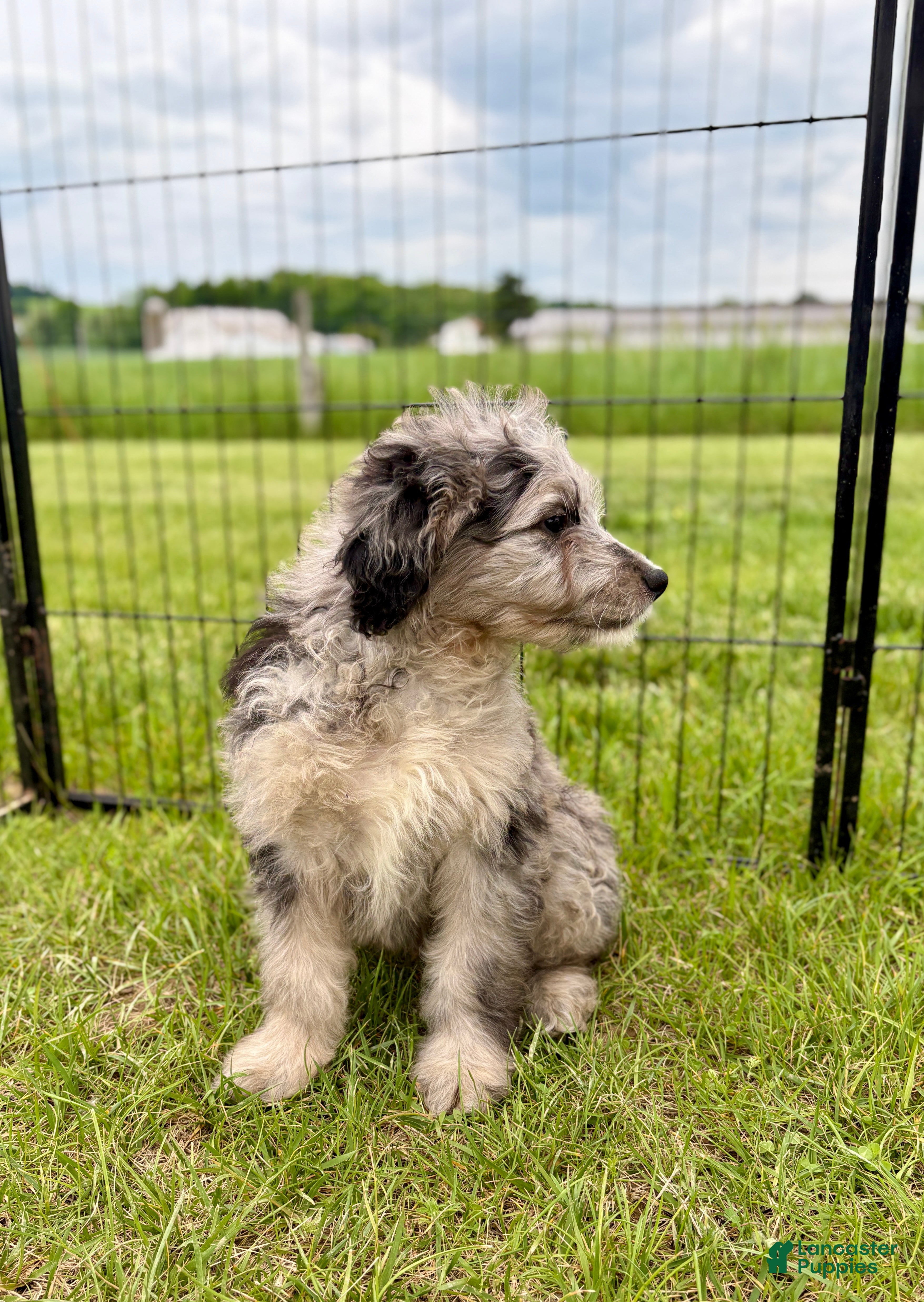 Mini Goldendoodle dogs Gage - Ad 2