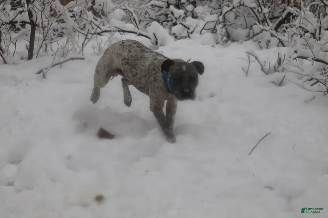 American Bully dogs for stud: Priest - Ad 1