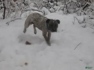 American Bully dogs for stud: Priest - Ad 2