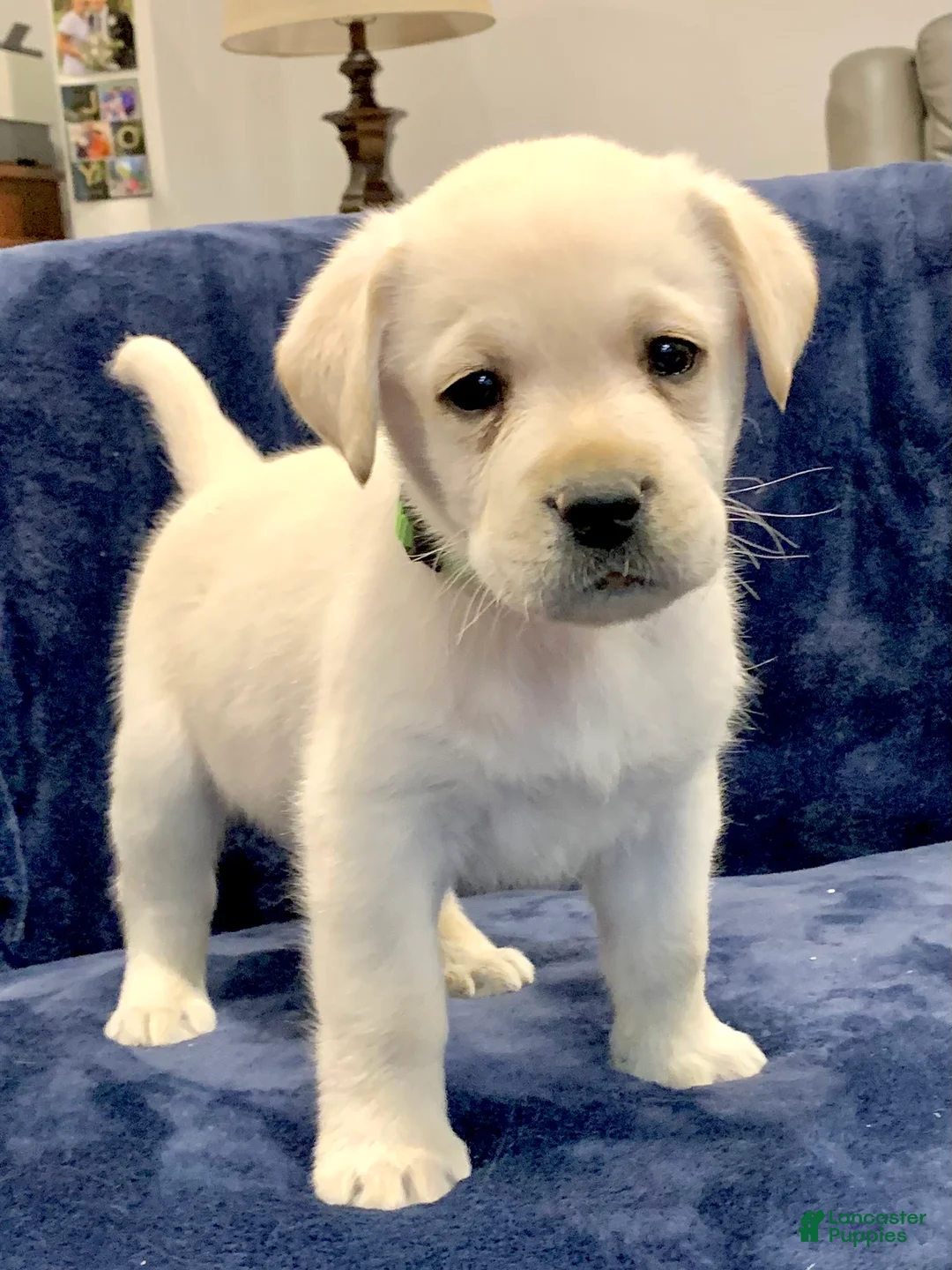 Labrador Retriever dogs for sale: Antler - Ad 1