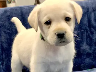 Labrador Retriever dogs Antler - Ad 36