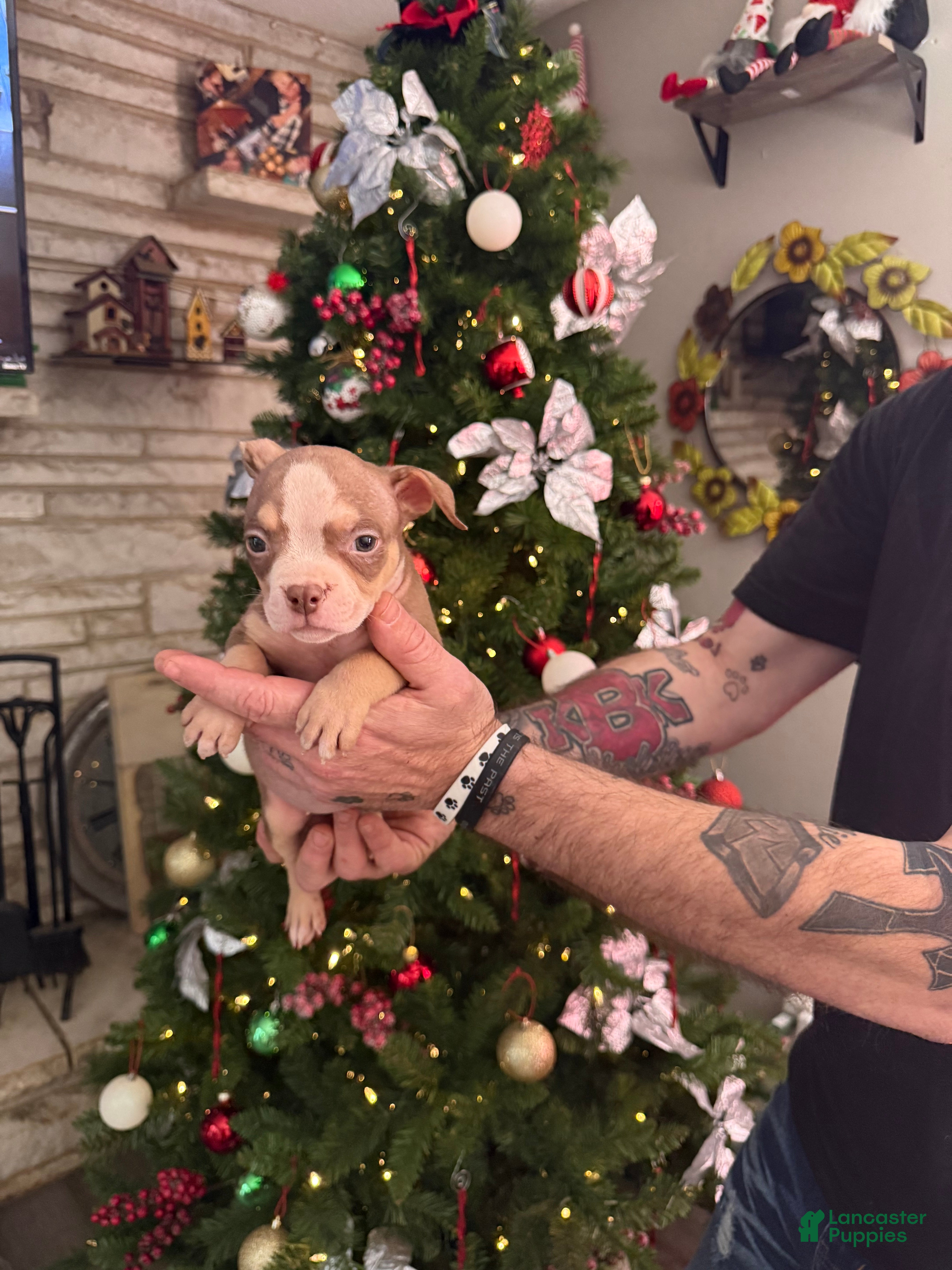 American Bully dogs Cali - Ad 27