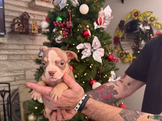 American Bully dogs Cali - Ad 27