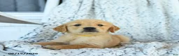 Golden Retriever dogs for sale: Ginger - Ad 3