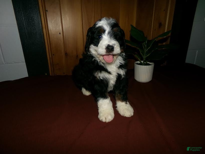 Mini Bernedoodle dogs Alfred - Ad 1