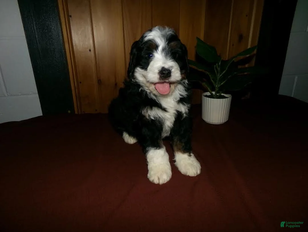 Mini Bernedoodle dogs for sale: Alfred - Ad 1