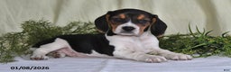 Beagle dogs for sale: Lexie - Ad 5