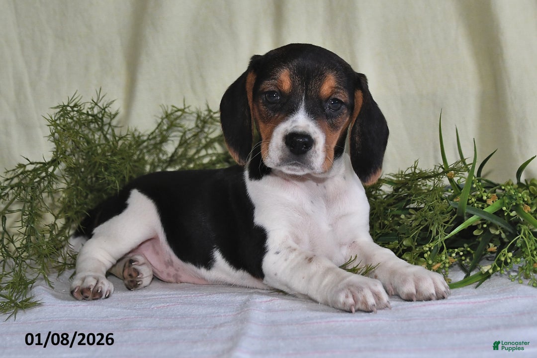 Beagle dogs for sale: Lexie - Ad 5