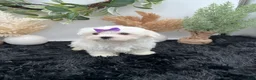 Maltese dogs for sale: AKC Mia the Korean Maltese $3000 - Ad 4