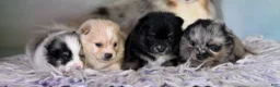 Pomeranian dogs for sale: Tipton - Ad 7