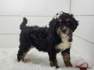 Bernedoodle dogs Storm - Ad 42