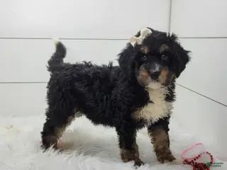 Bernedoodle dogs Skye - Ad 39