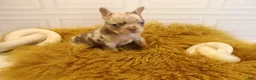 French Bulldog dogs for sale: SHE DEVIL - Ad 6