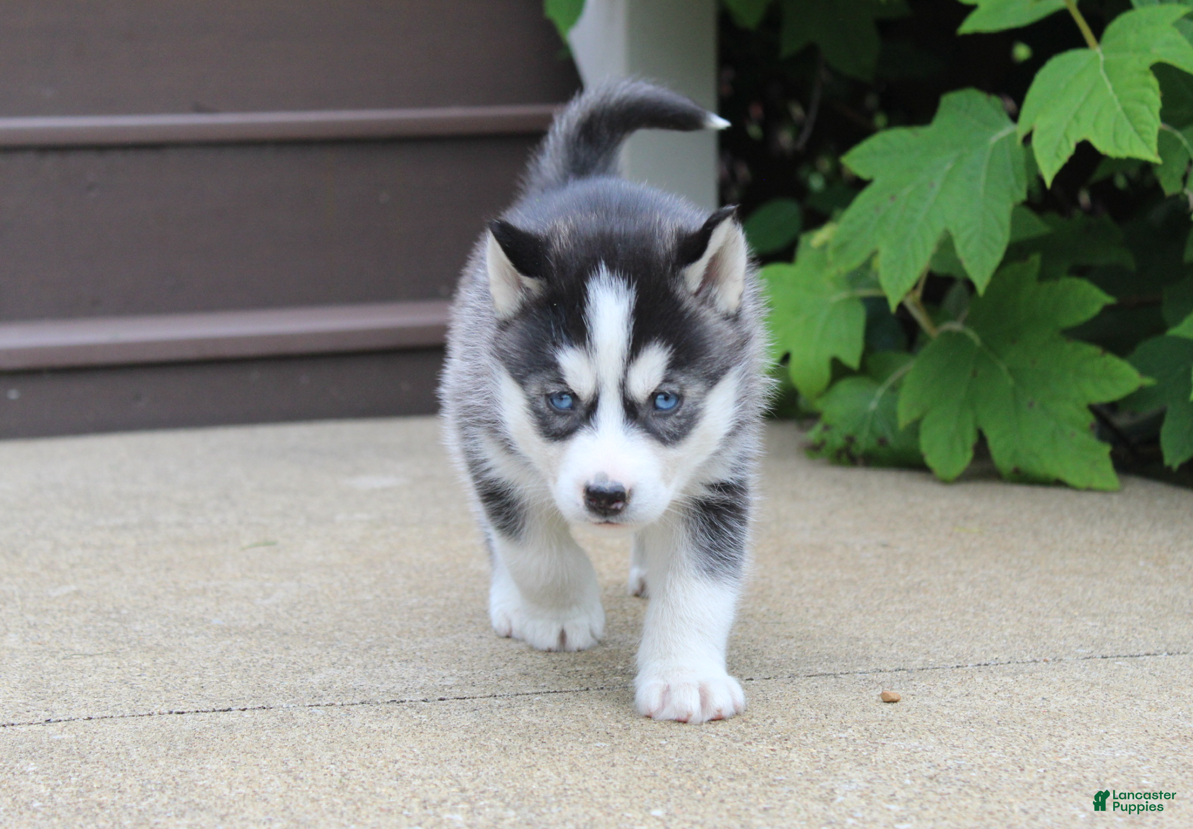 Siberian Husky dogs Reno - Ad 2