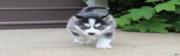 Siberian Husky dogs for sale: Reno - Ad 2