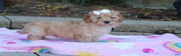 Cavapoo dogs for sale: Russel - Ad 3