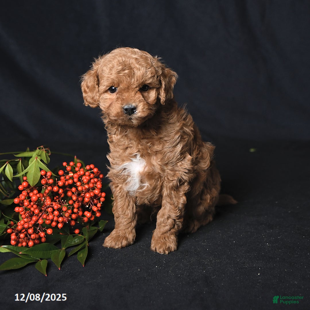 Toy Poodle dogs for sale: Gio - Ad 2