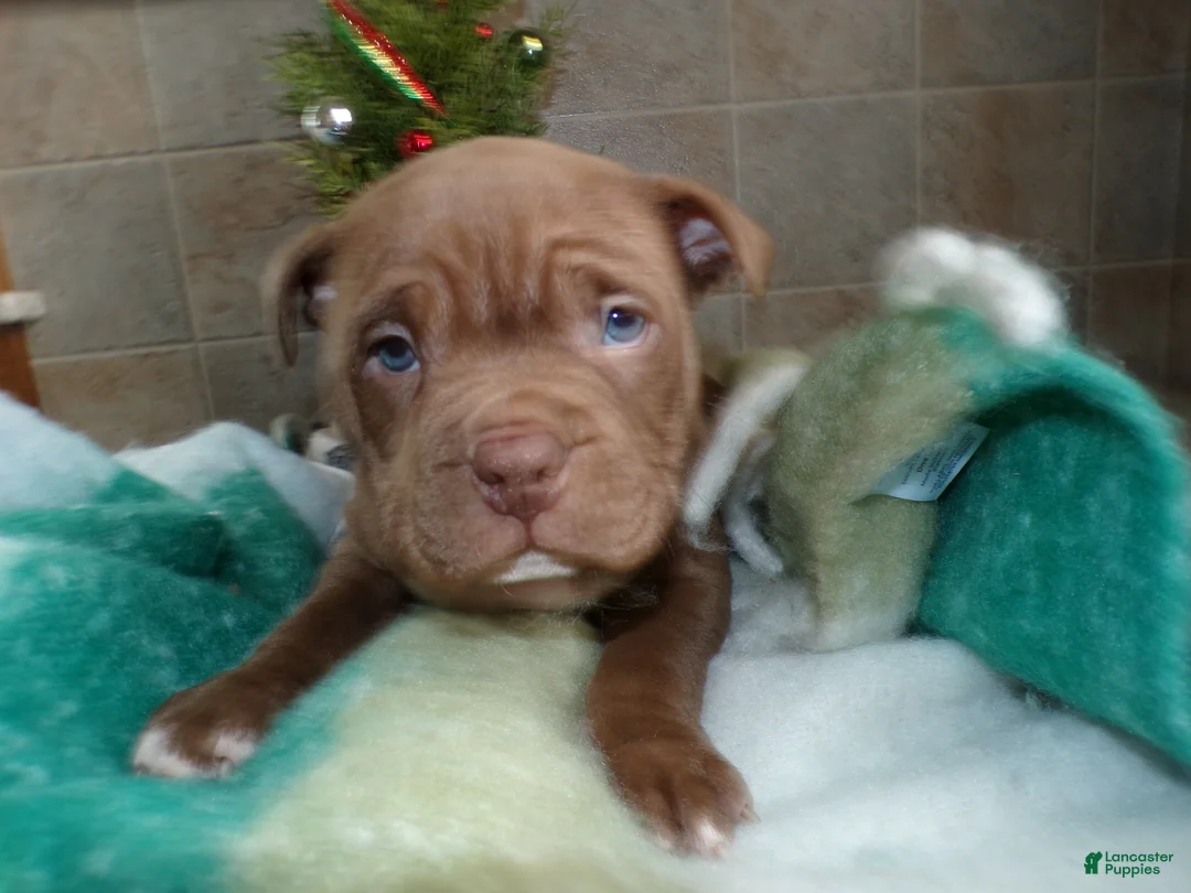 American Bully dogs for sale: American Bully Puppy 4 Marlo - Ad 5