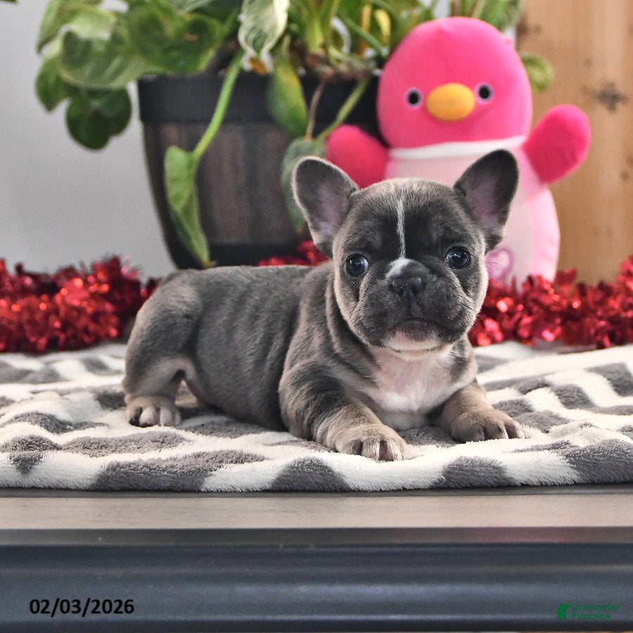 French Bulldog dogs Flower - Ad 2