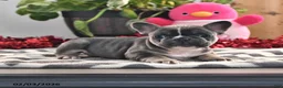 French Bulldog dogs for sale: Flower - Ad 2