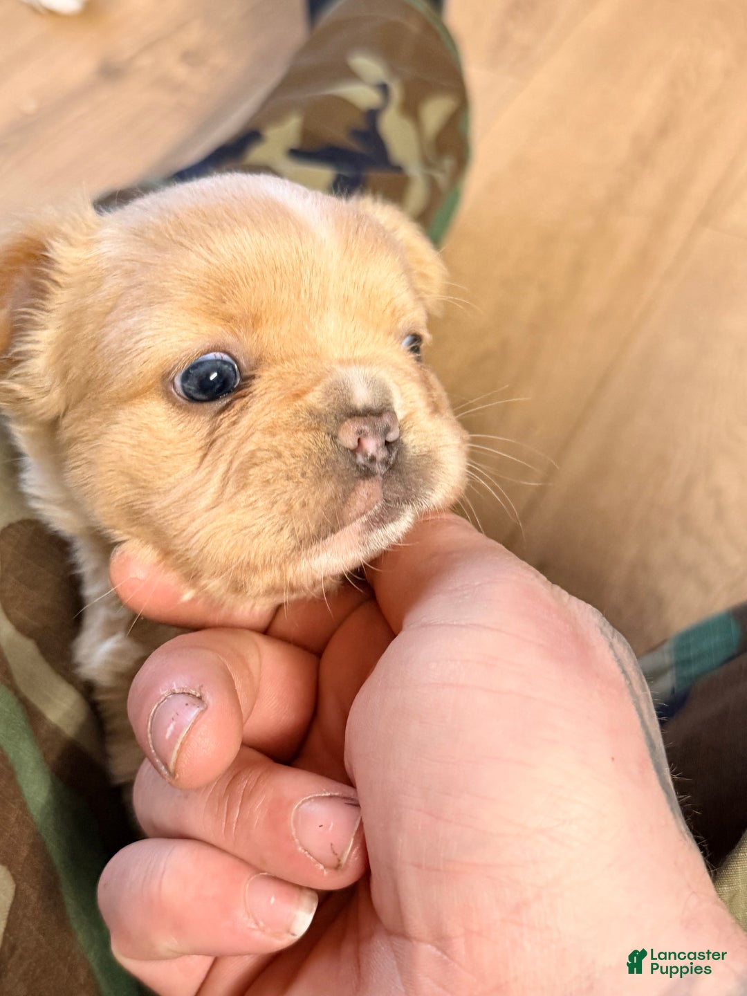 French Bulldog dogs for sale: French Bulldog Puppy 1 - Ad 2