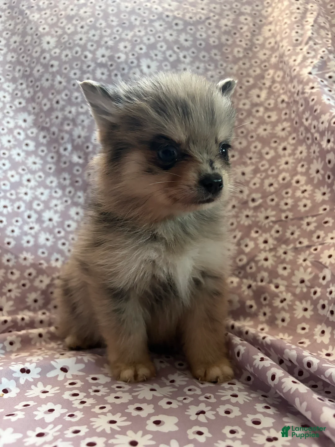Pomsky dogs for sale: Serabi Pomsky Puppy 5 - Ad 3