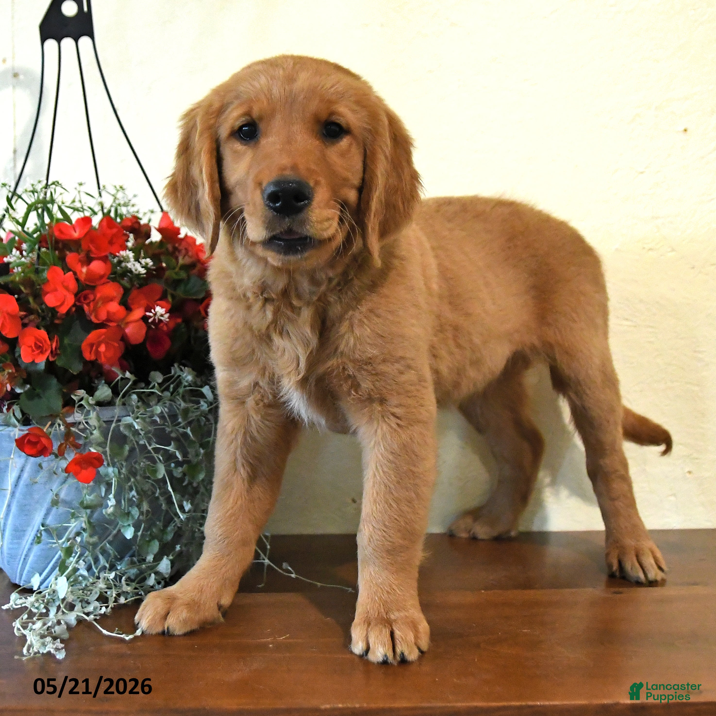 Golden Retriever dogs Ginger - Ad 1